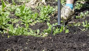 11 Ways To Manage Weeds With Success