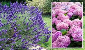 Plants To Avoid Growing Near Lavender