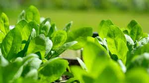 Grow Spinach In A Square Foot Garden