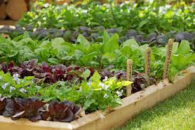 Growing Vegetables In School Gardens