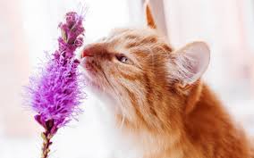 Flowers And Plants Toxic To Dogs And Cats