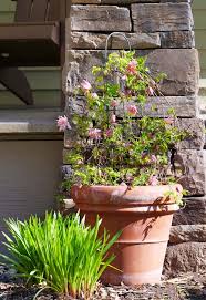Potted Plants This Winter
