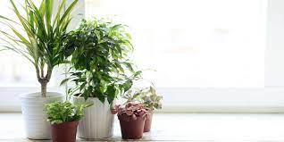 Lucky Indoor Plants That Will Bring