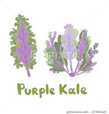 Purple Kale Cabbage Icon On White