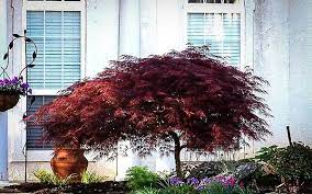 Red Dragon Japanese Maple For