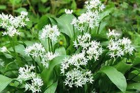 The Wild Garlic Foraging Craze And How