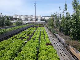 Study Finds That Urban Agriculture Must