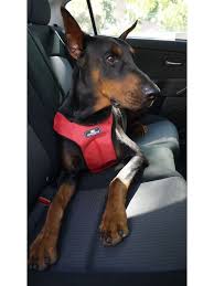 Dog Seat Belts The Underused Pup