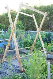 5 Secrets To Grow Tomatoes 100 Lbs In