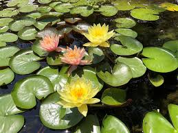 Home Aquatic Garden Decor