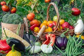 Organic Vegetables Images Free