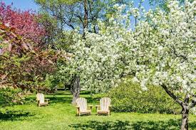 The 5 Top Fruit Trees For New Jersey