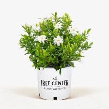 Fool Proof Gardenia For