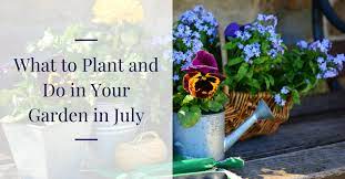 Plant And Do In Your Garden In July