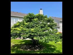 Flowering Ornamental Trees Top Picks