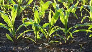 Growing Corn How To Grow Corn