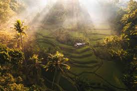 Bali Vs Jakarta Island And City Life