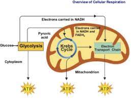 Cellular Respiration Cellular