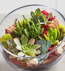 Glass Succulent Terrarium 1800flowers Com