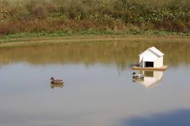 The Lonely Duck House Farmgirl Bloggers