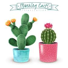 Free Vector Blooming Cacti Realistic