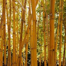 Golden Bamboo Phyllostachys Aurea