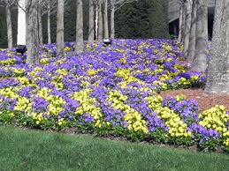 Spring Flower Beds Gardening Solutions