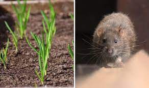 Deter Rodents In Winter