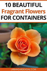 10 Fragrant Flowers For Containers