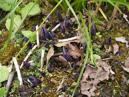 Edimentals Perennial Vegetables