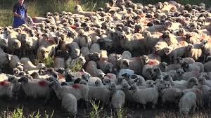 Shepherd Sheep Stock Footage Royalty