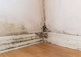 What Does Mould Look Like