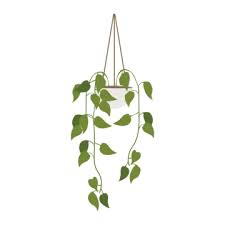 Hanging Plants Indoor Png Transpa