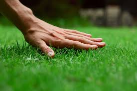 Mississauga Lawn Care 4 Tips For The