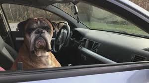 Dog Steers Car Stock Footage