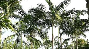 What Are The Diffe Kinds Of Palm Trees