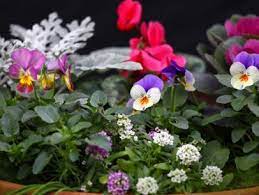 Winter Container Gardens