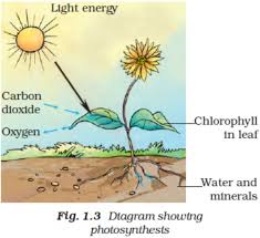 Ncert Solutions For Class 7 Science