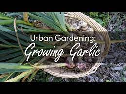 Urban Gardening Growing Garlic