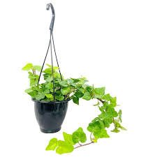 English Ivy Hanging Basket Live Plant