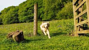 Our Top Dog Friendly Cottages In Devon