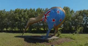 A Kiwi Bird Stock Footage Royalty