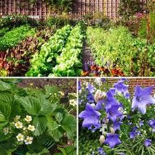 Wondering What To Plant In July Here
