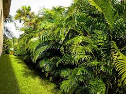 Areca Palm Trees For The