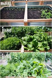 Vegetable Garden Update July Ten
