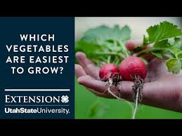 Which Vegetables Are Easiest To Grow