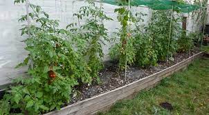 Tomatoes Soil Beds Or Pots Diary Of