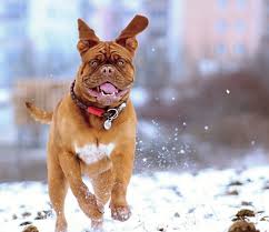 My Dog Need Boots Winter Gear Tips
