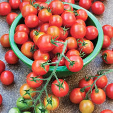 Super Sweet 100 Tomato Plant