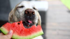 What Fruits Can Dogs Eat Forbes Advisor